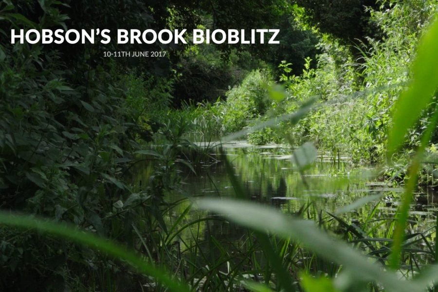 Twoflix records the Hobson’s Brook Bioblitz