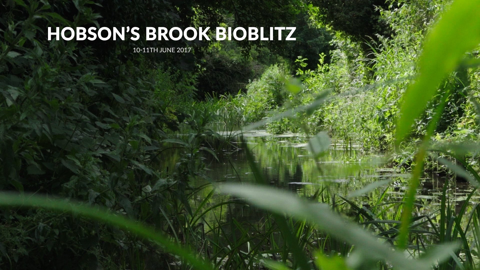 Hobson’s Brook Bioblitz